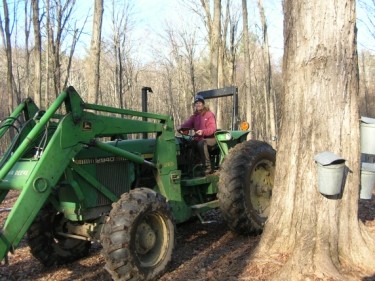 maple sugaring