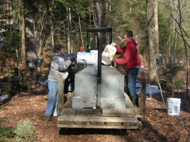 emptying maple sap