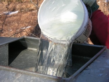 pouring maple sap