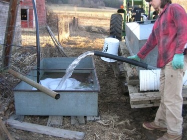 dumping maple sap